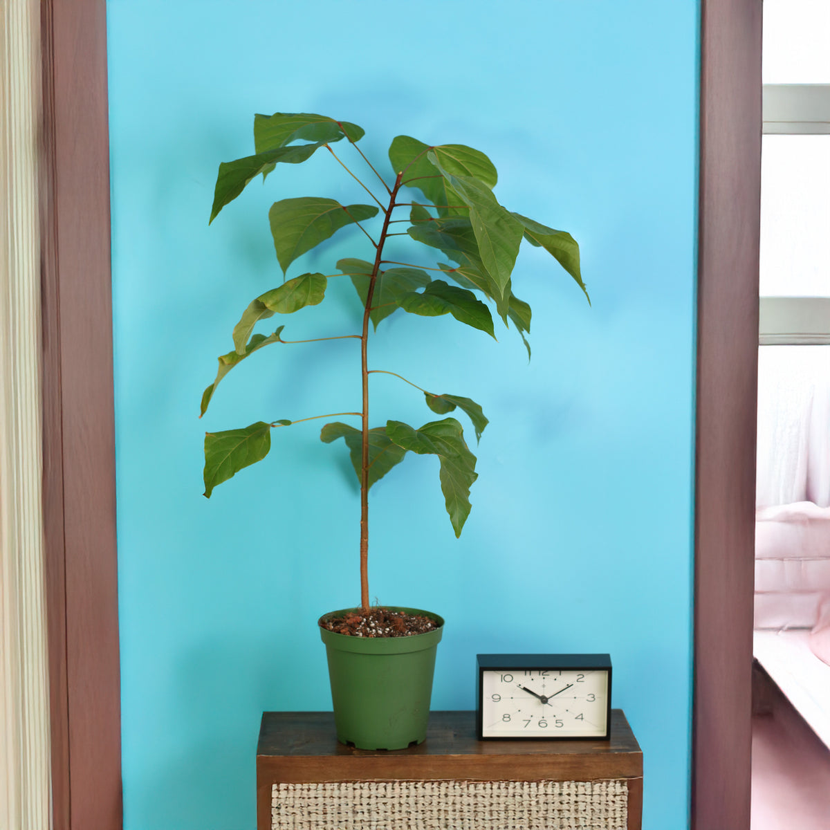 Annatto Lipstick Tree in 6" planter next to clock. 