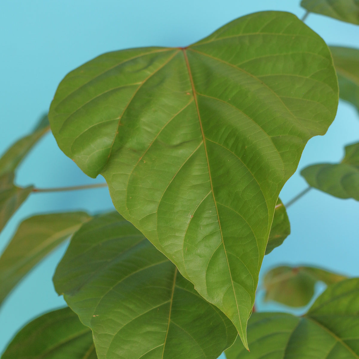 Close up of leaves of Annatto Lipstick Tree