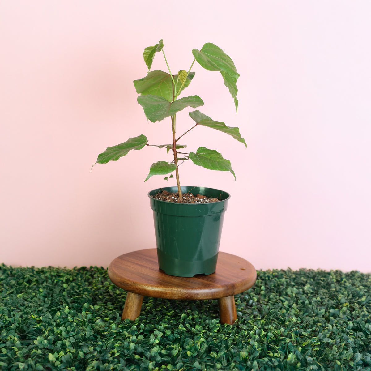 Annatto Lipstick Tree on plant stand.