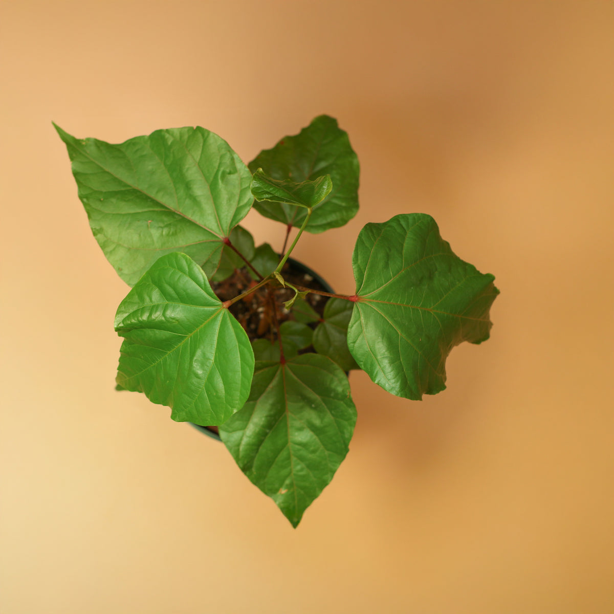 Top View of 6" Nursery Annatto Lipstick Tree