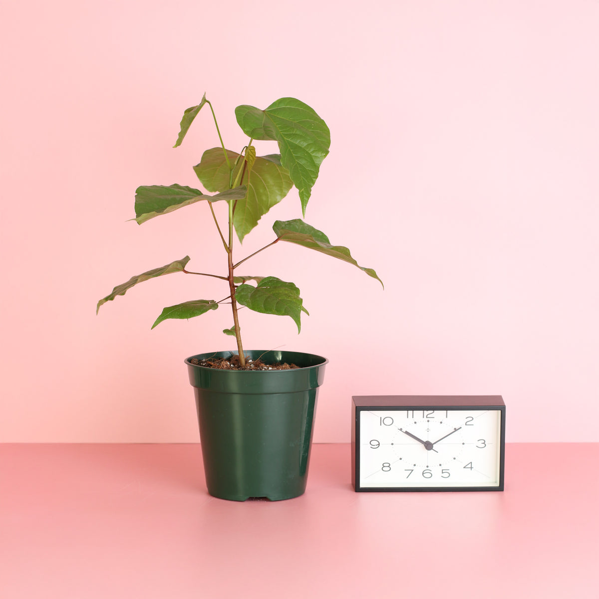 Annatto Lipstick Tree next to clock. 