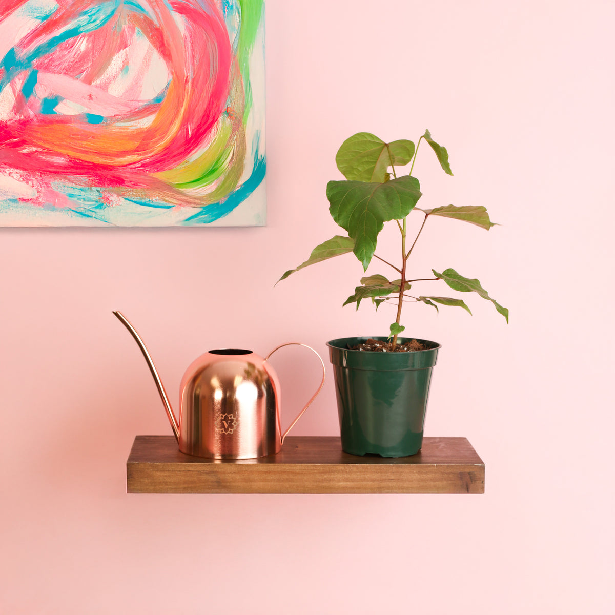 Annatto Lipstick Tree on floating shelf
