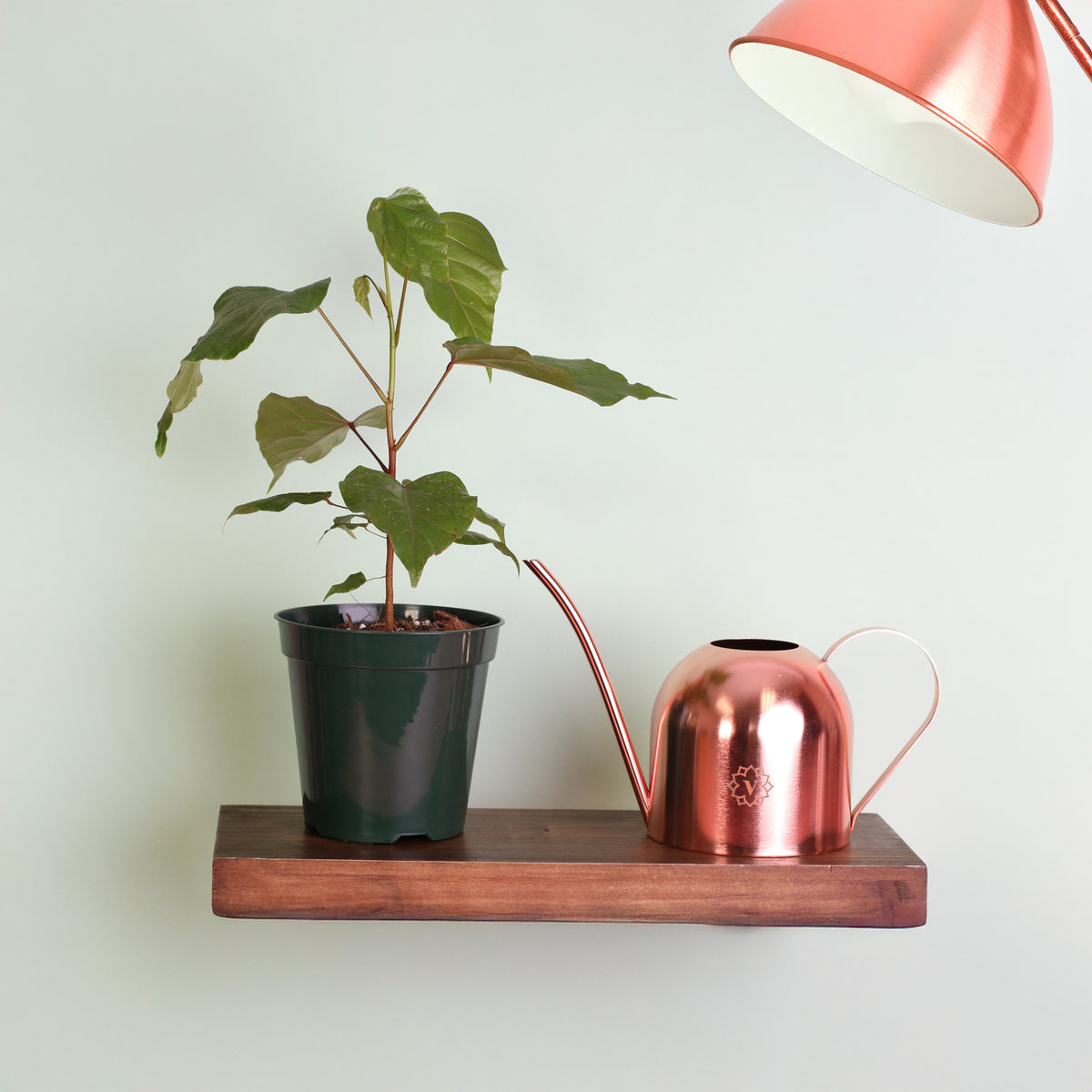 Annatto Lipstick Tree on floating shelf