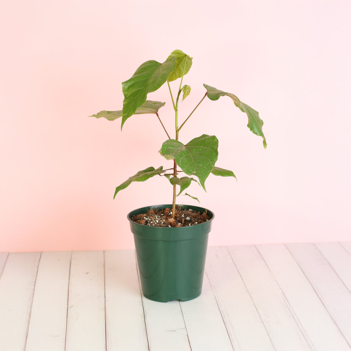 Young Annatto Lipstick Tree in 6" Nursery Planter