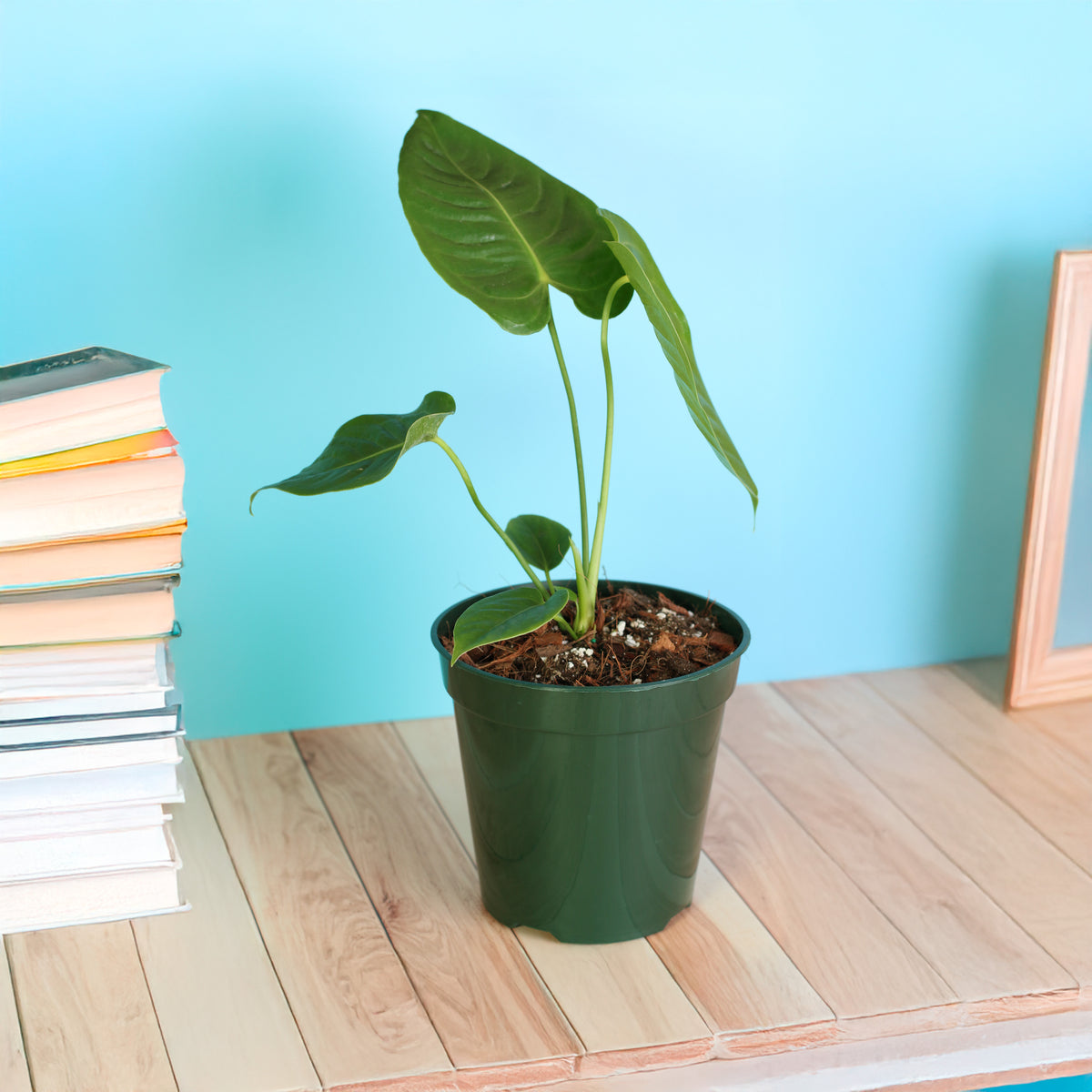 Anthurium Veitchii King on table 