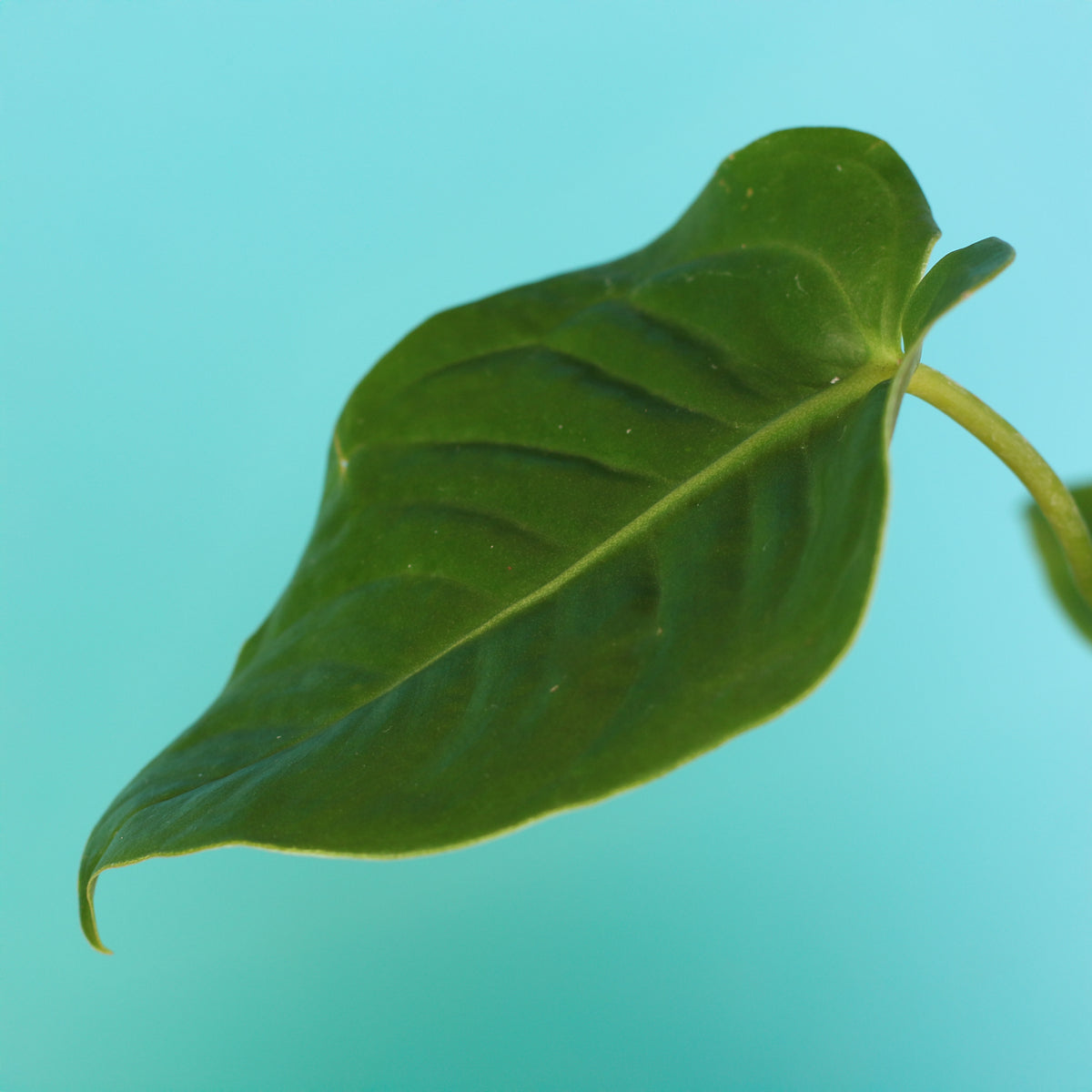 Anthurium Veitchii King leaf