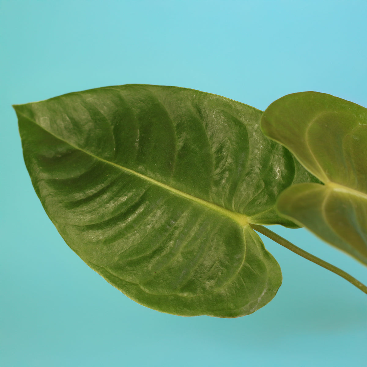 Anthurium Veitchii King leaf