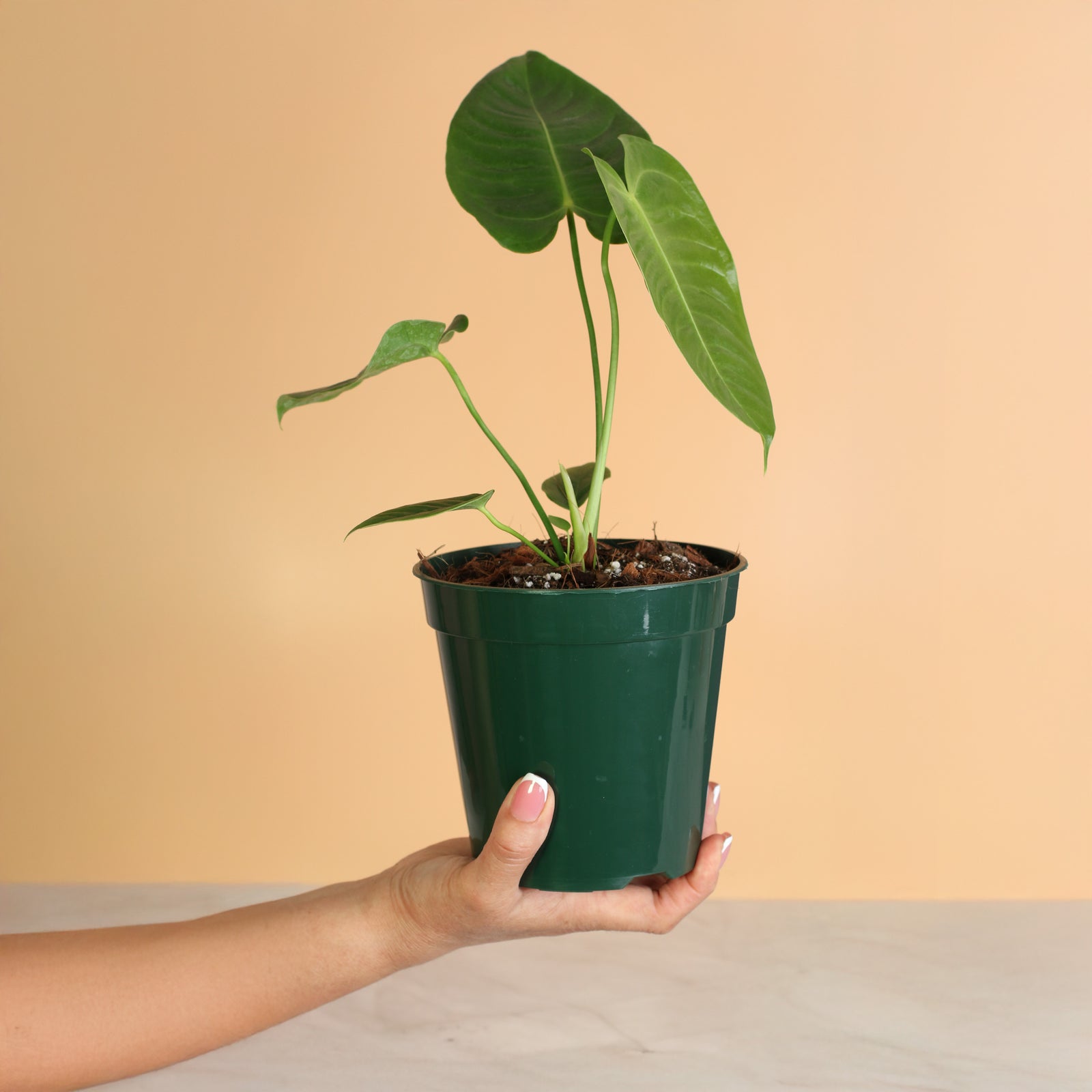 Flower of Anthurium Veitchii King