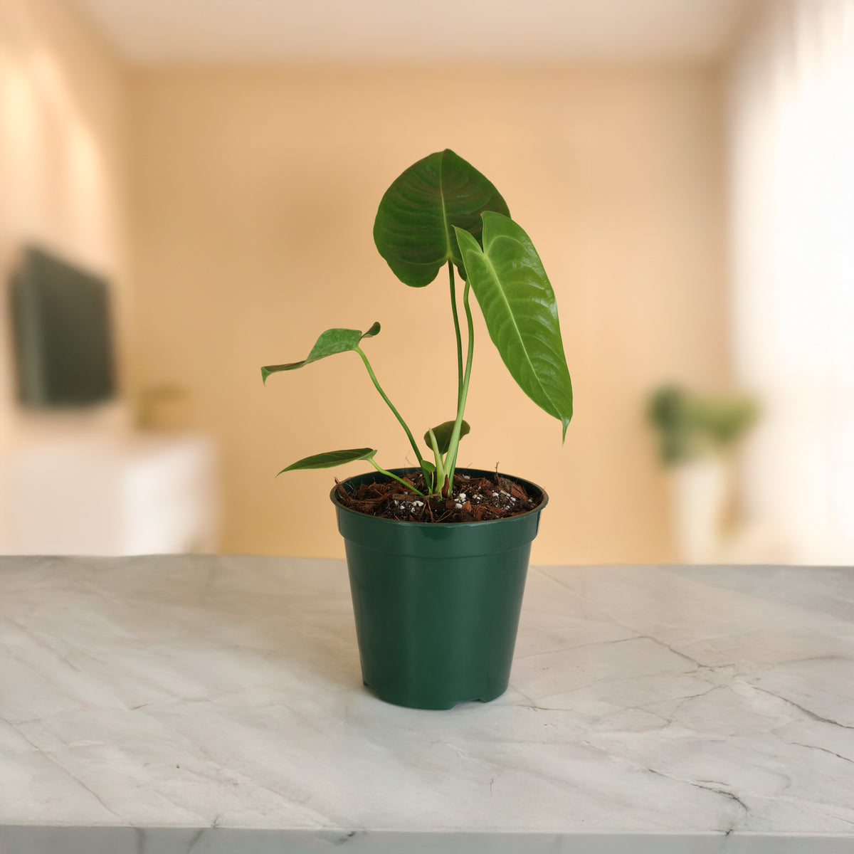 Anthurium Veitchii King on counter top