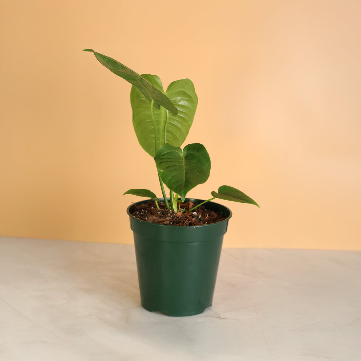 Anthurium Veitchii King nursery 6" planter