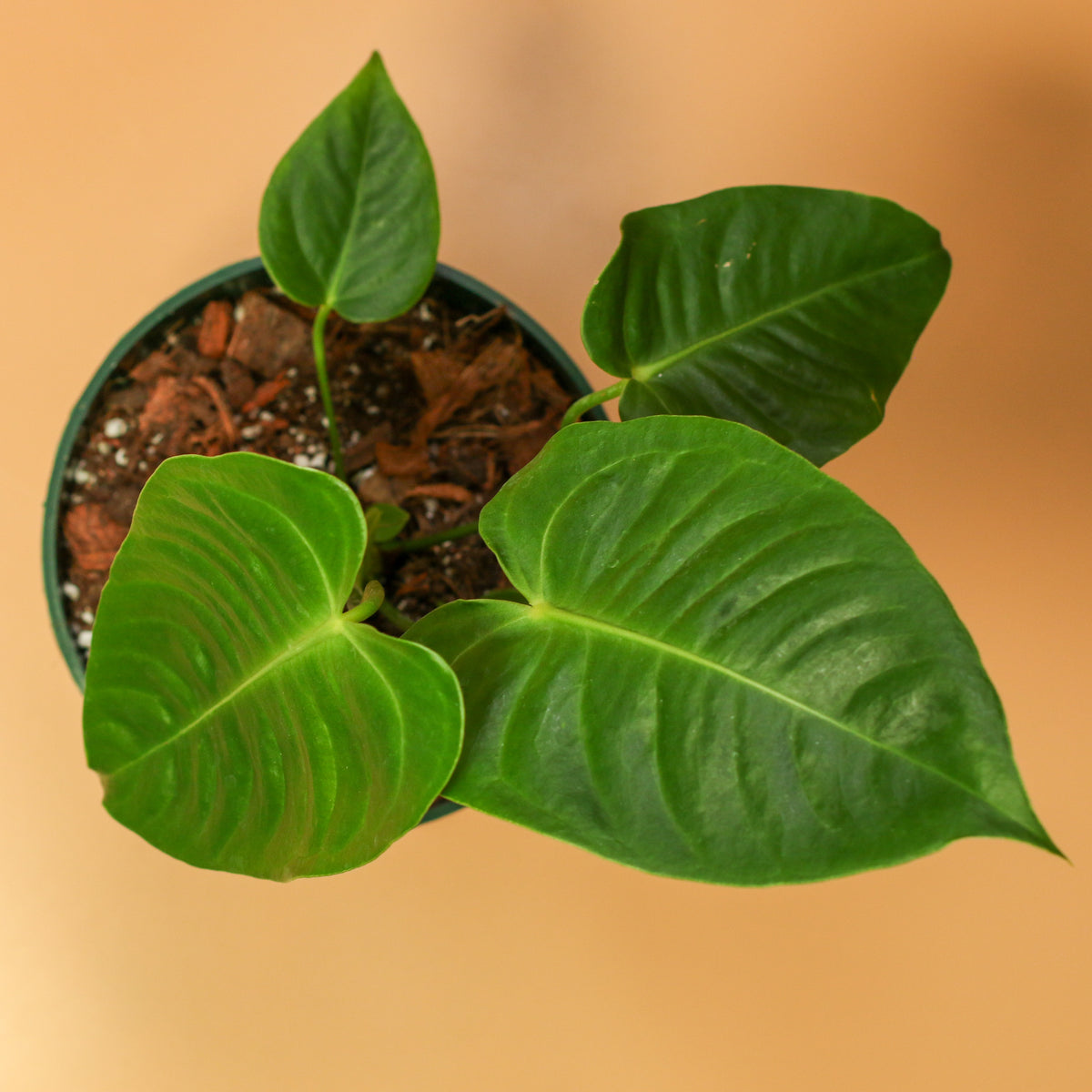 Anthurium Veitchii King top view
