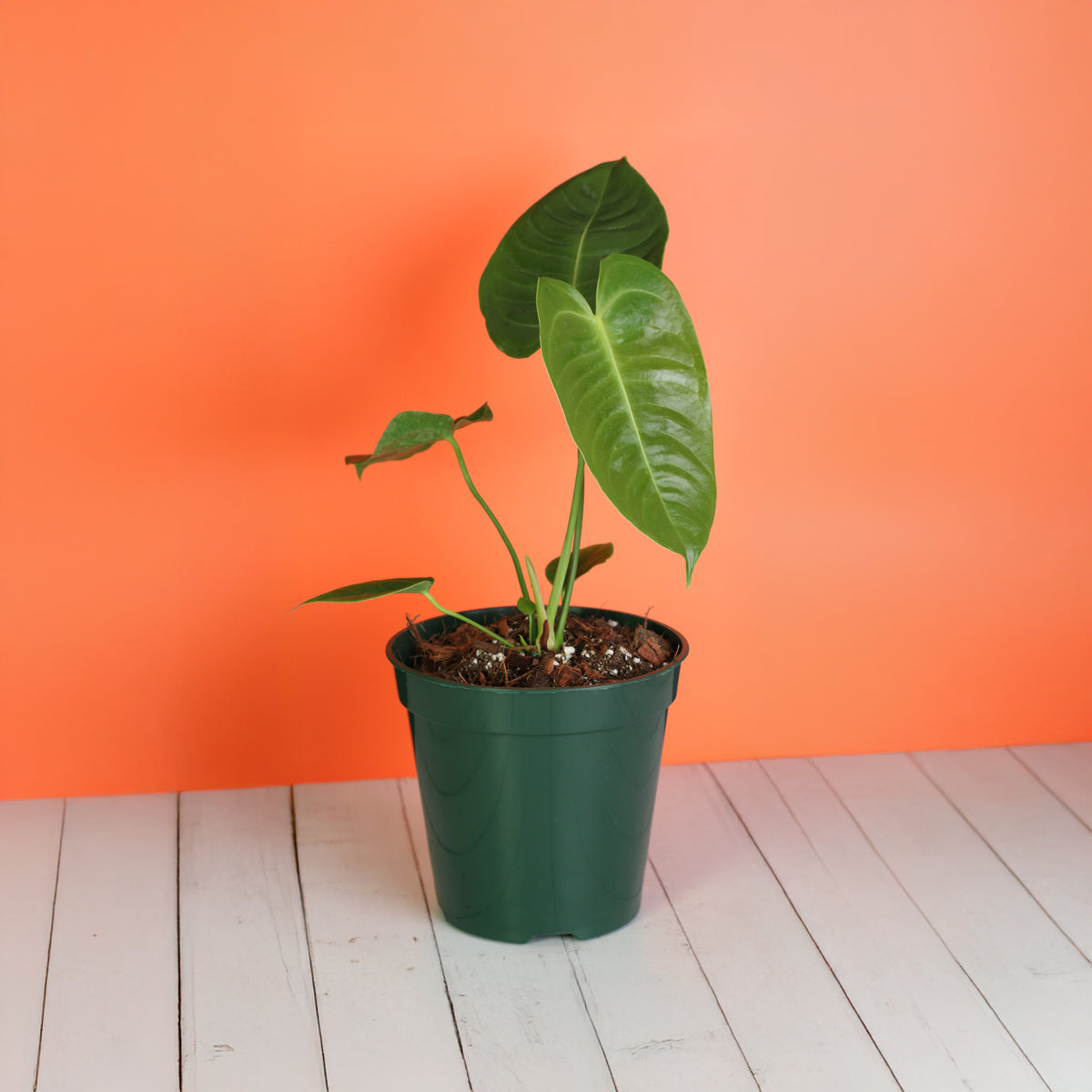 Anthurium Veitchii King Nursery 6"