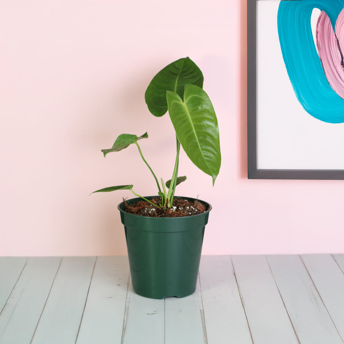 Anthurium Veitchii King on counter top 