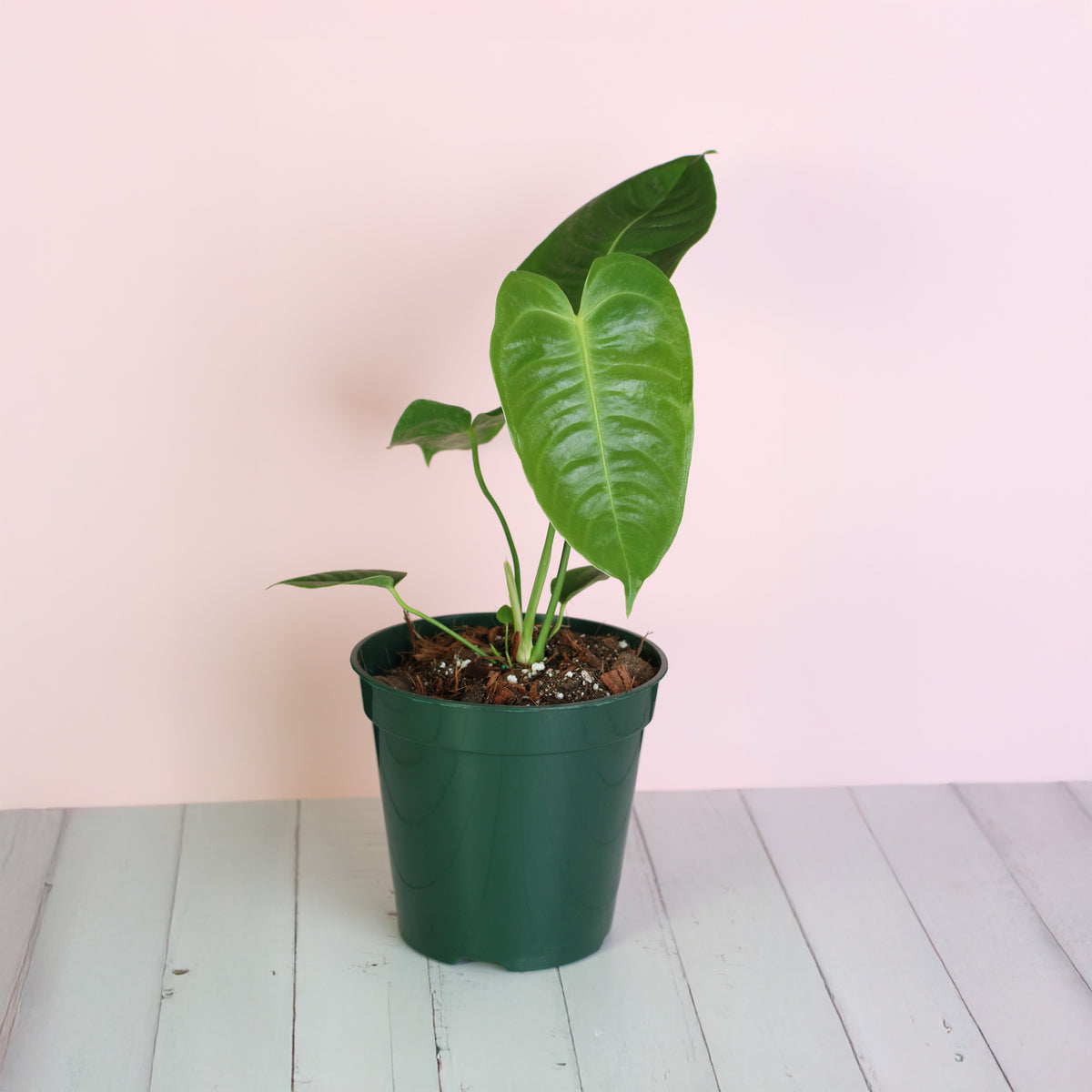 Anthurium Veitchii King