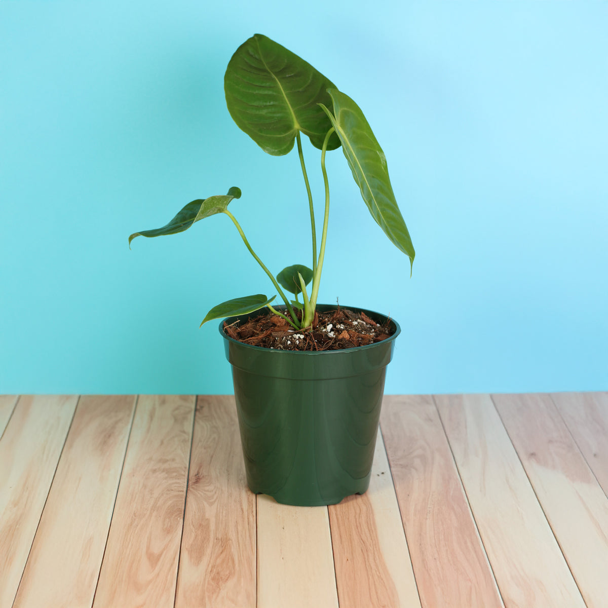Anthurium Veitchii King