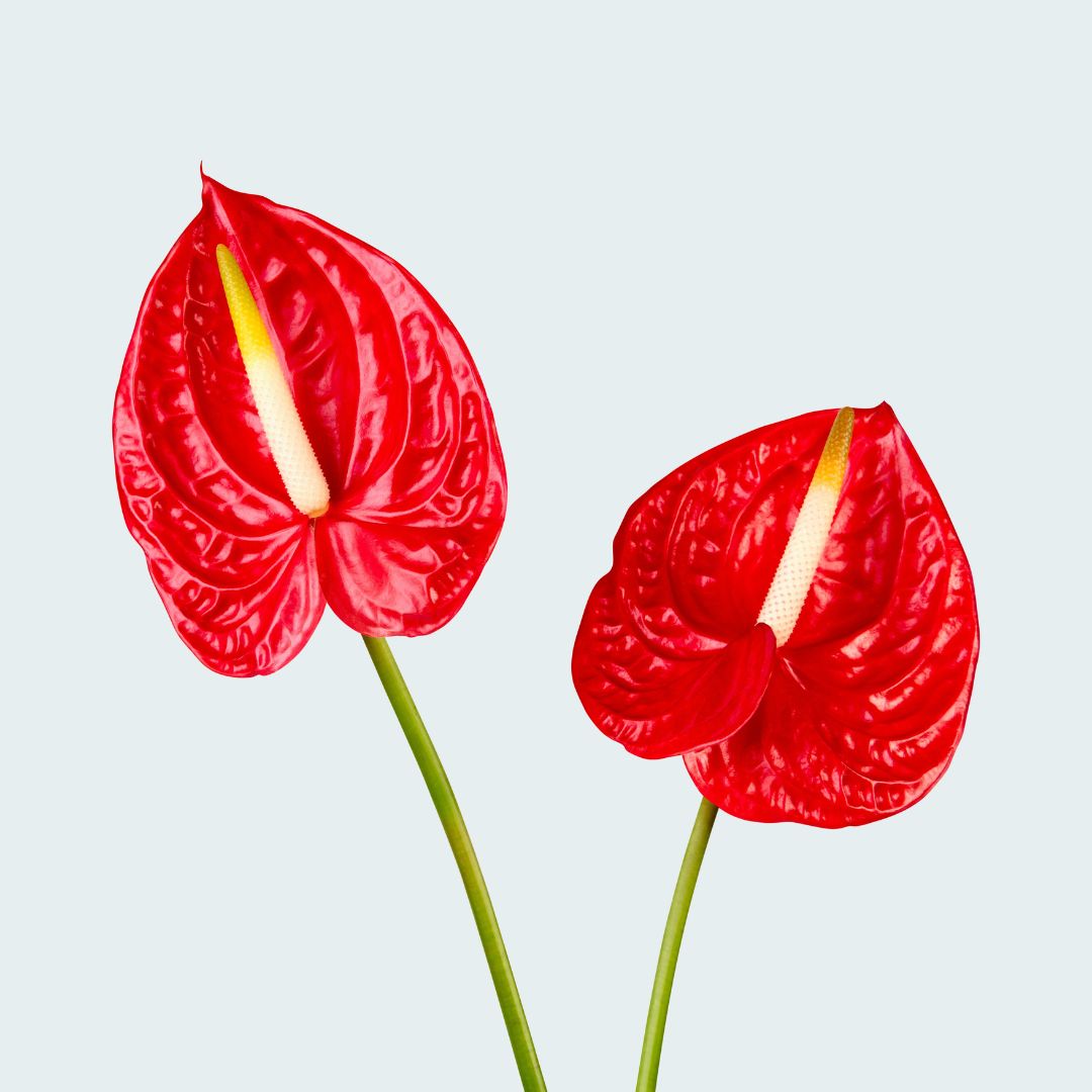 Anthurium Veitchii King
