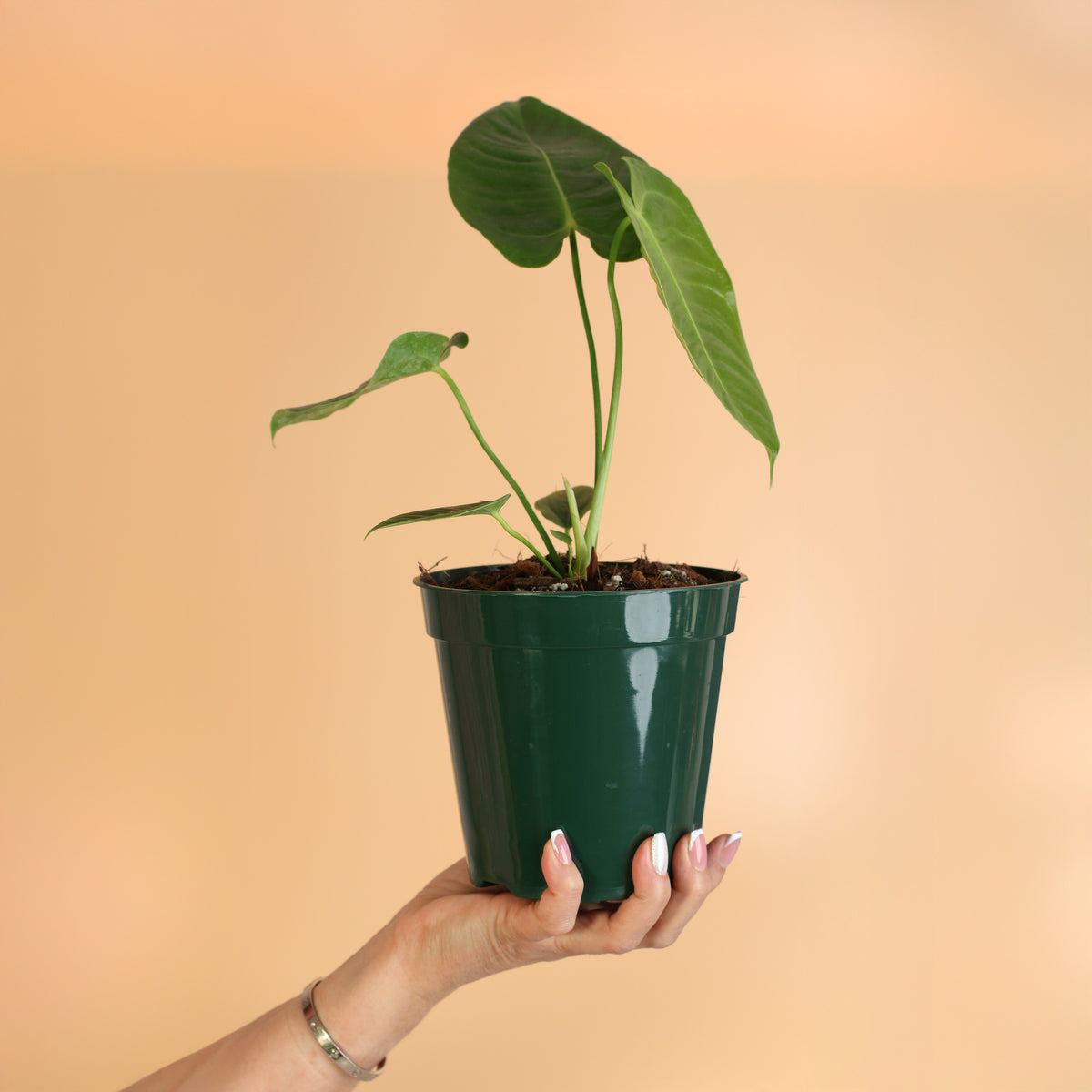 Anthurium Veitchii King in hand