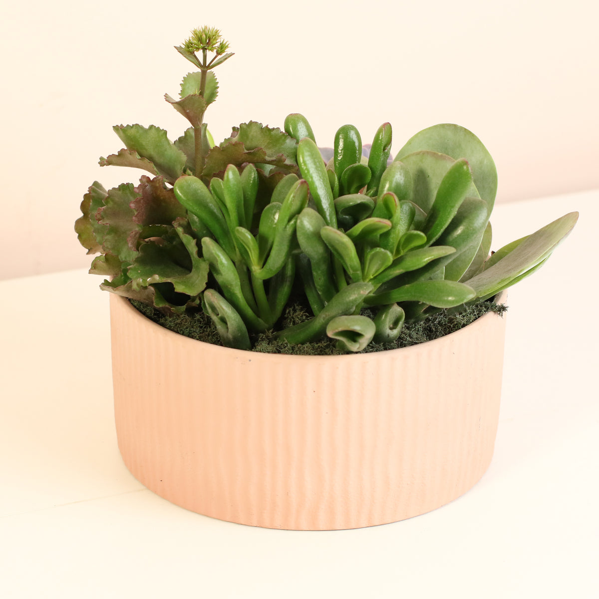 Succulent Arrangement