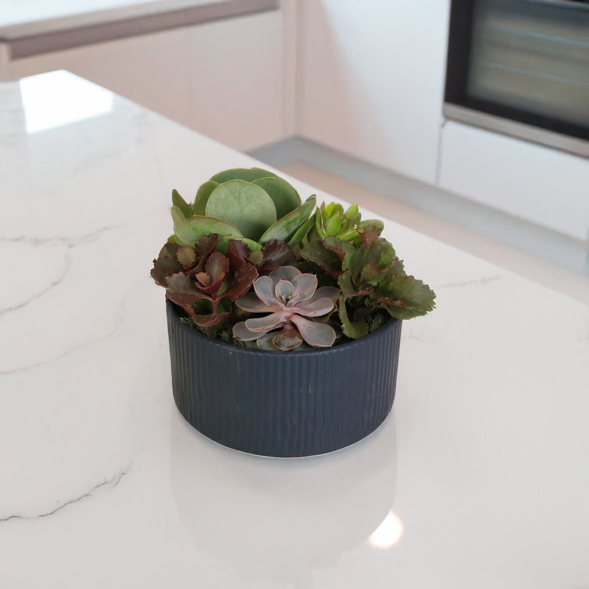 Succulent Arrangement in kitchen