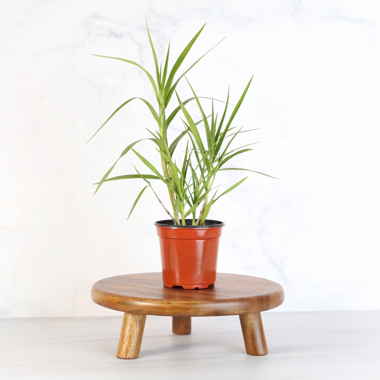 Close up of Arundina Ground Orchid flower