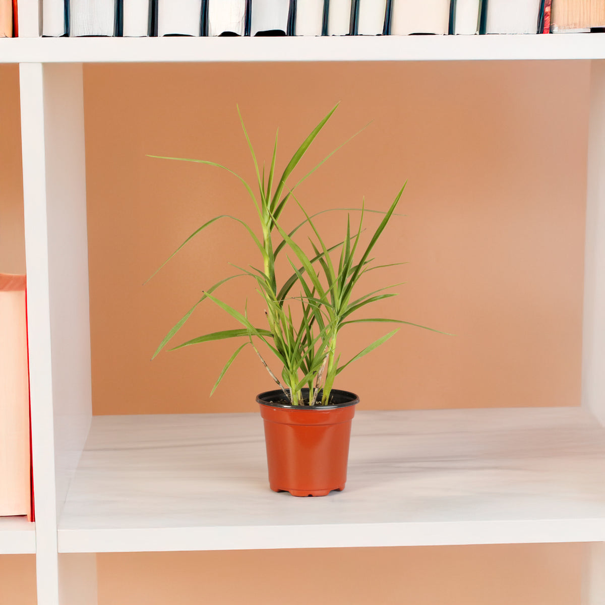 Arundina Ground Orchid on book shelf. 
