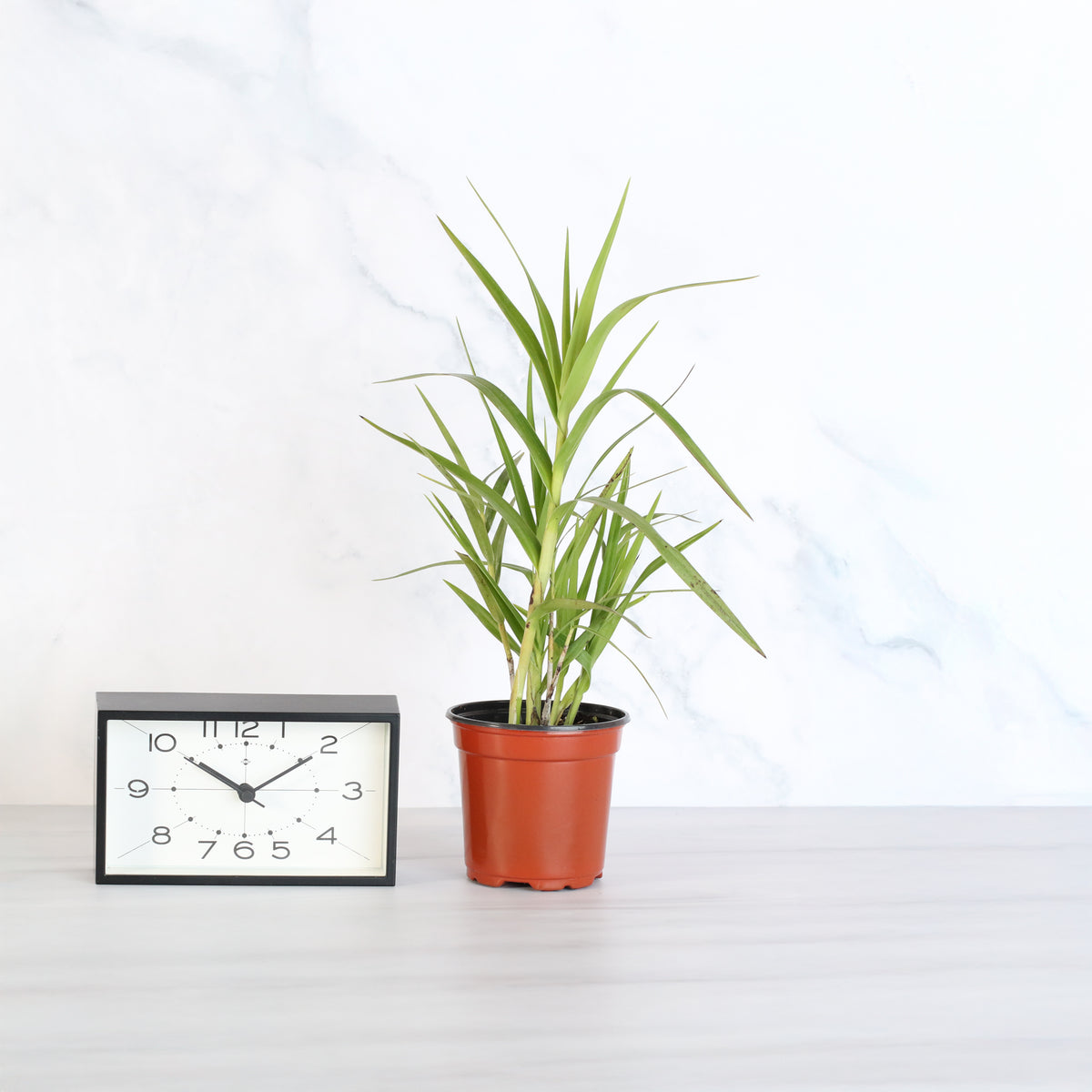 4" Nursery Arundina Ground Orchid next to clock. 