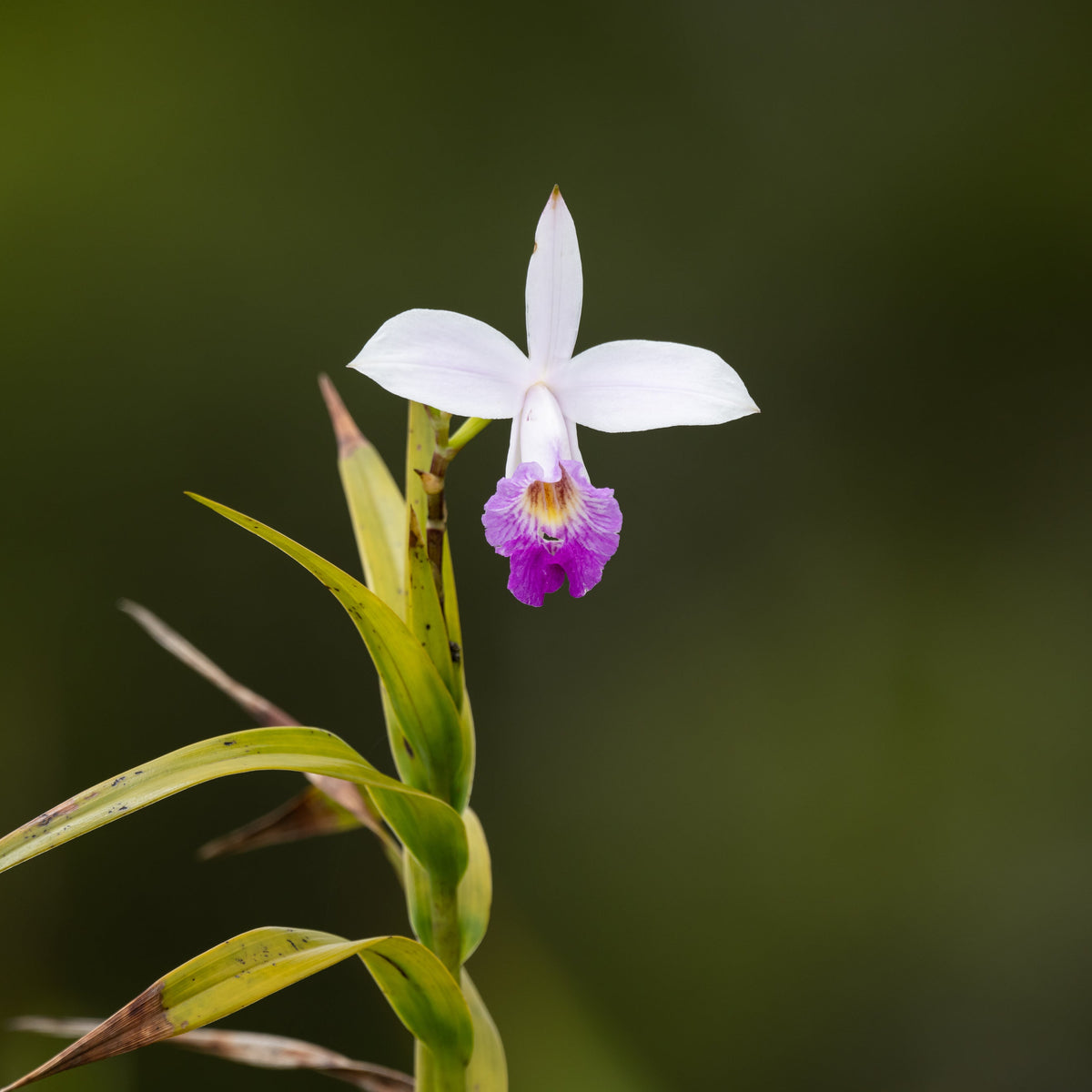 Arundina Ground Orchid in bloom