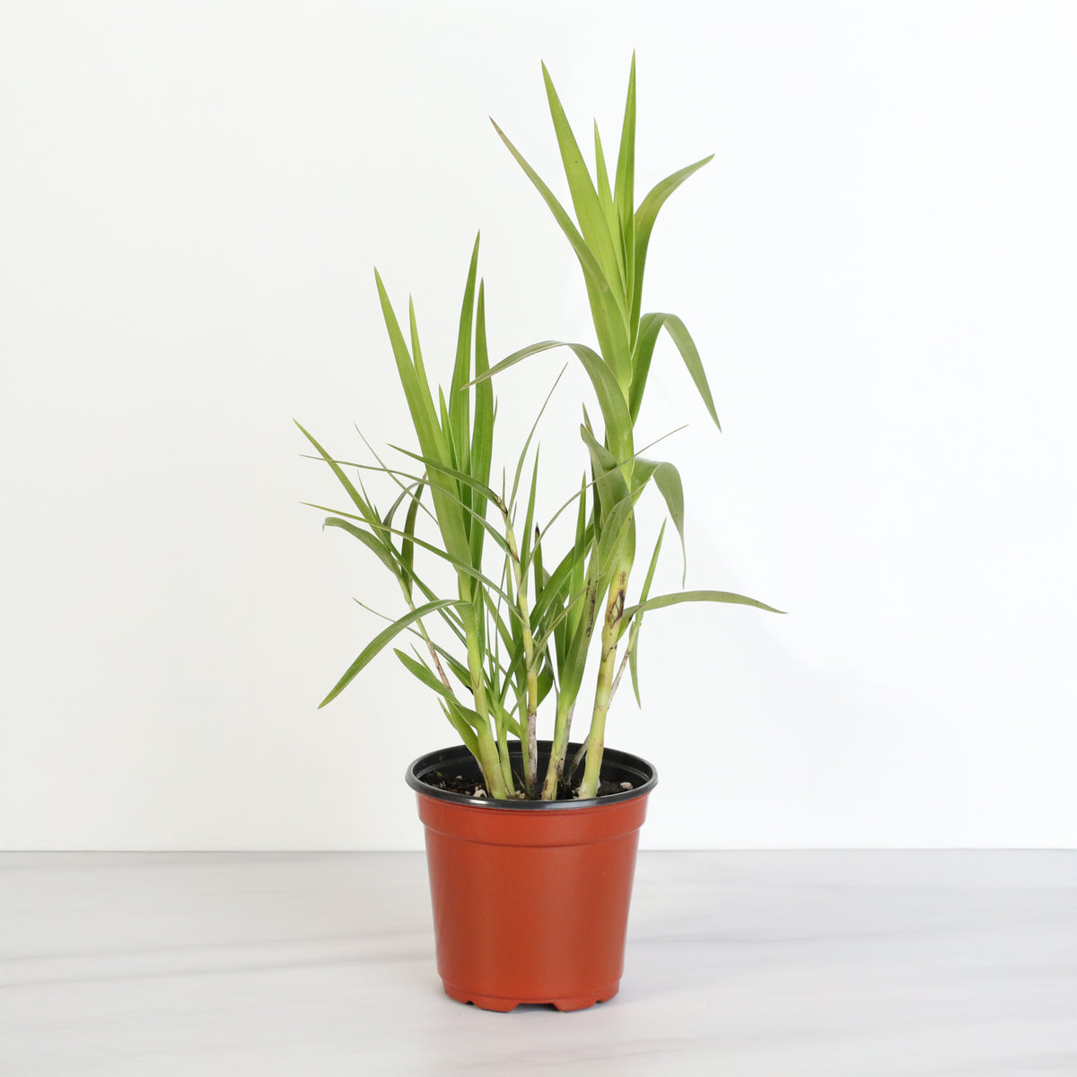 Arundina Ground Orchid 4" Nursery