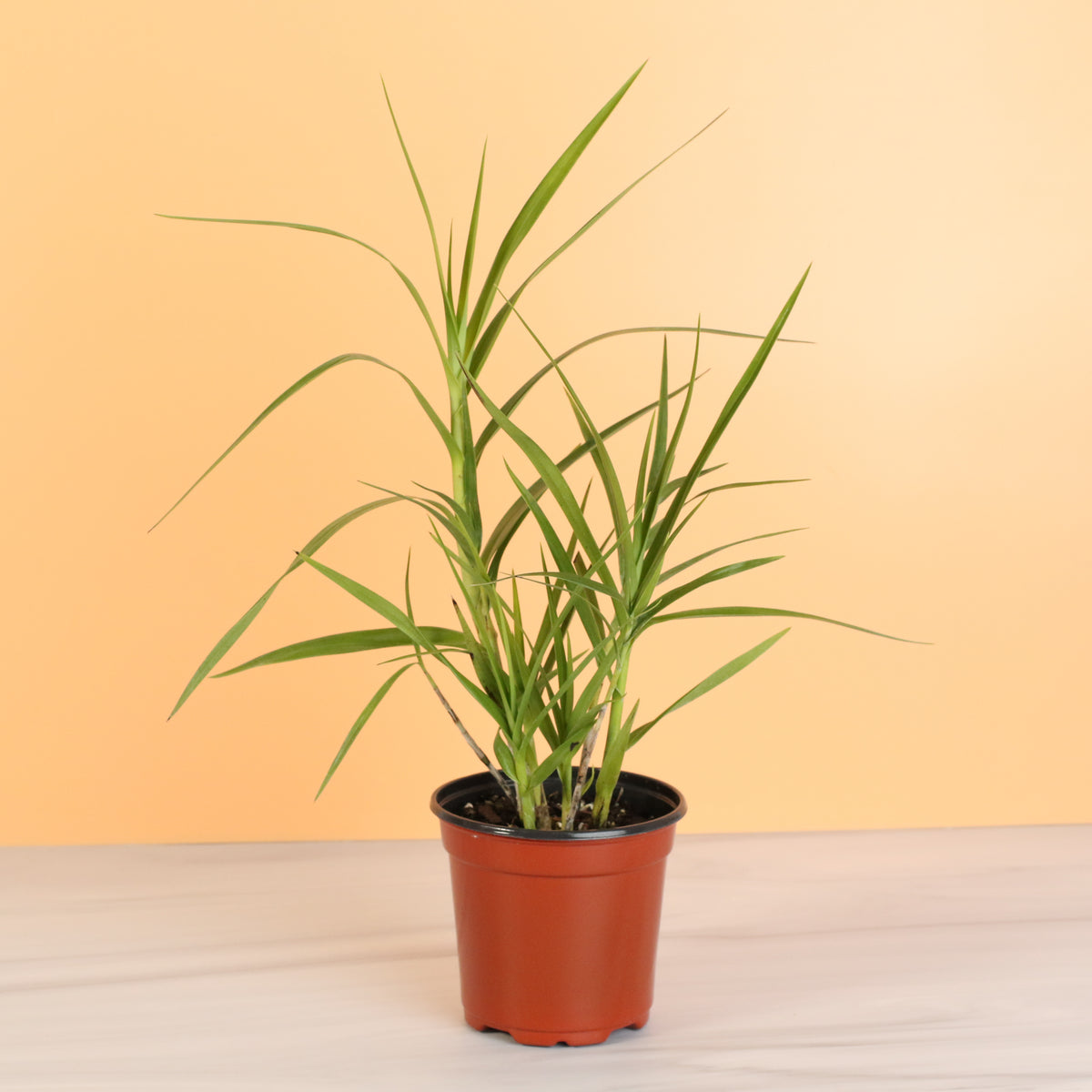 Arundina Ground Orchid on table top