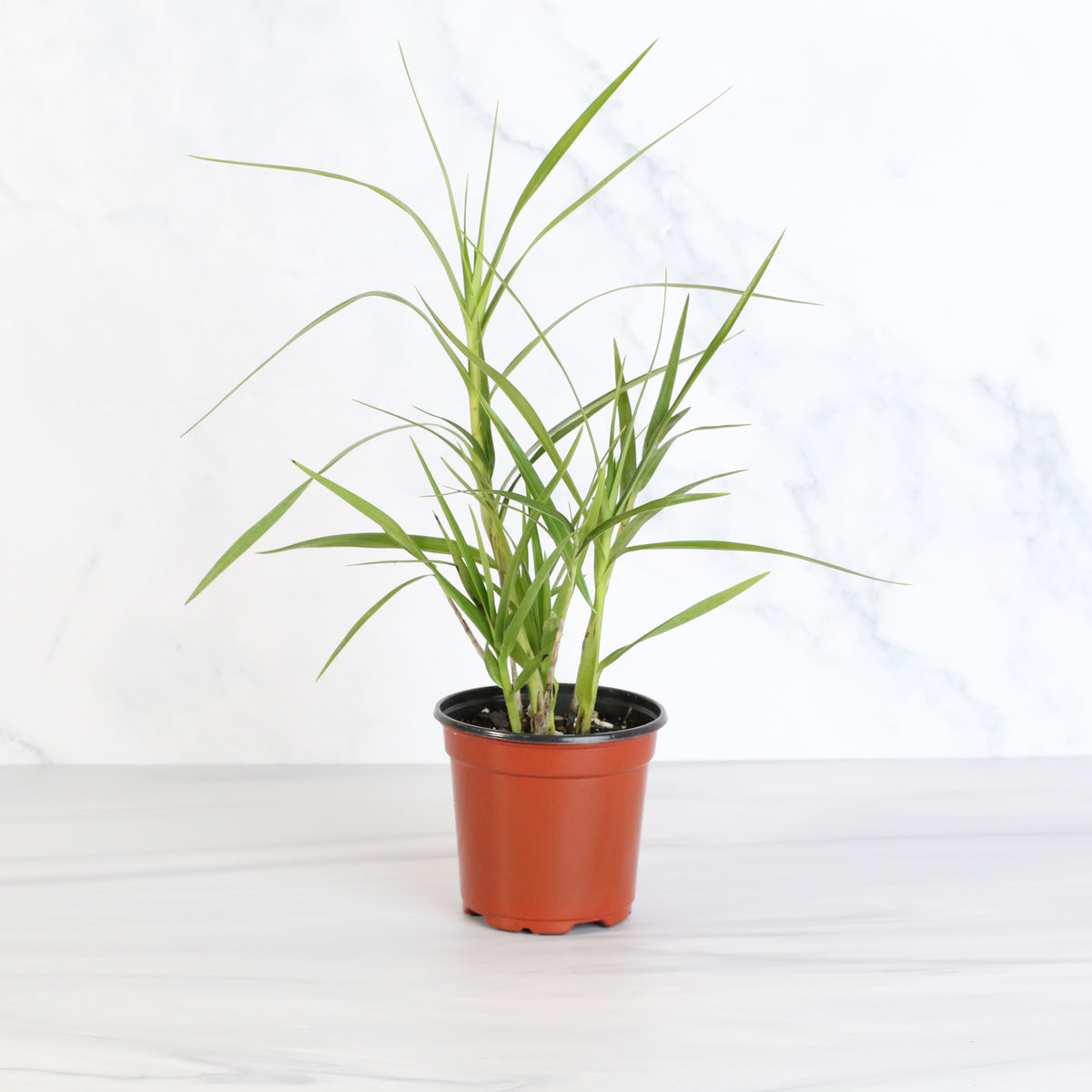 Arundina Ground Orchid in 4" planter.