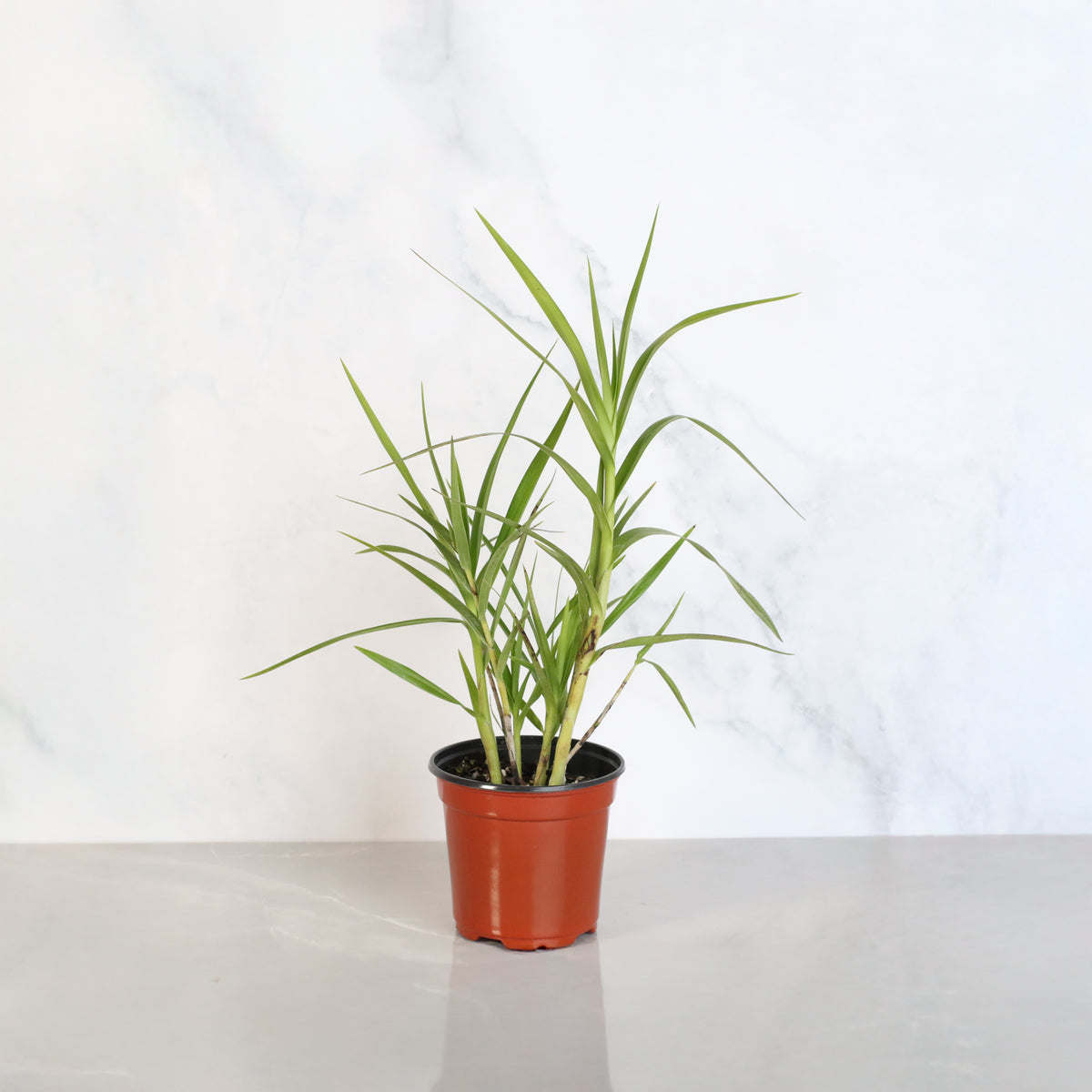 Arundina Ground Orchid 4" Nursery Plant