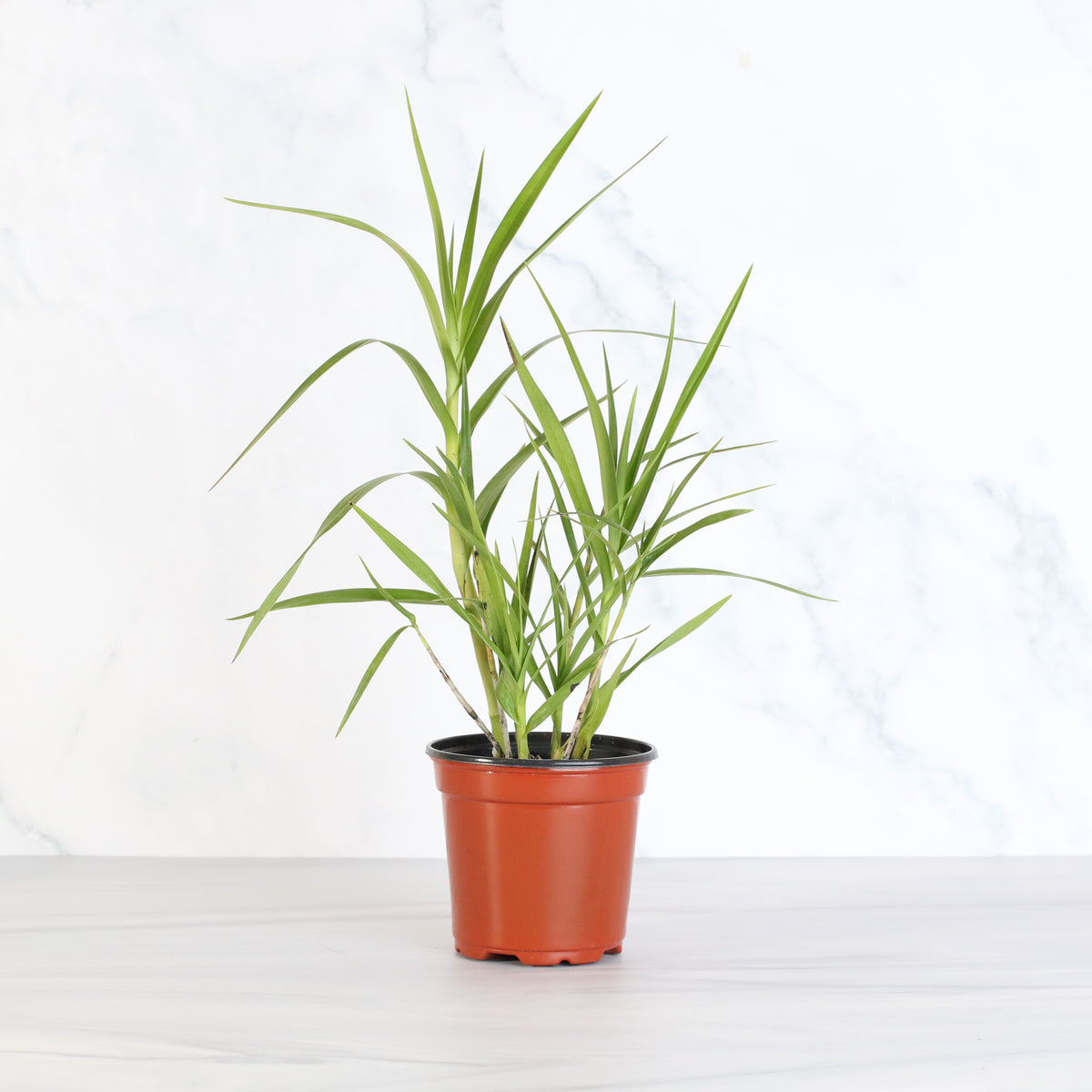 Nursery Arundina Ground Orchid