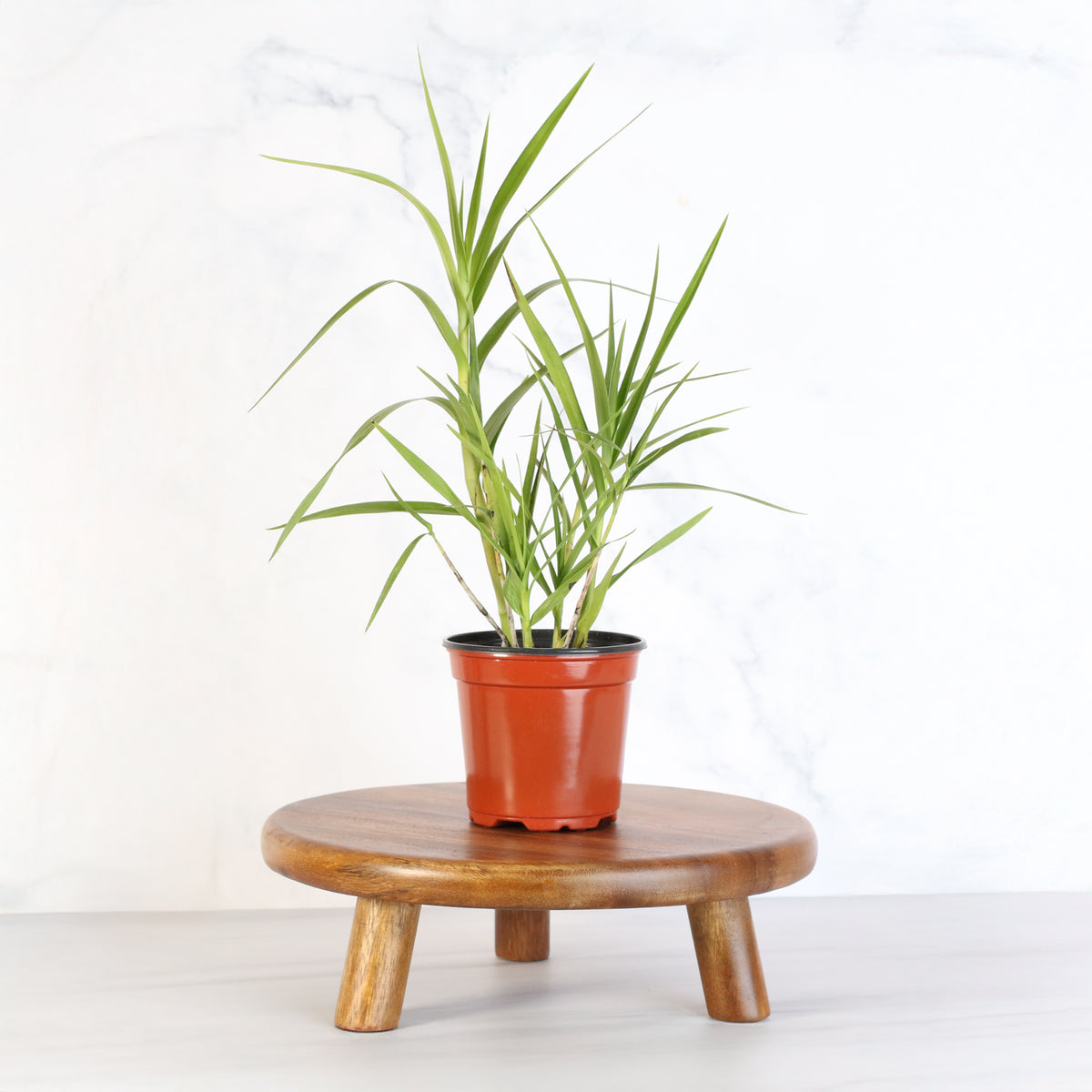 Arundina Ground Orchid on plant stand