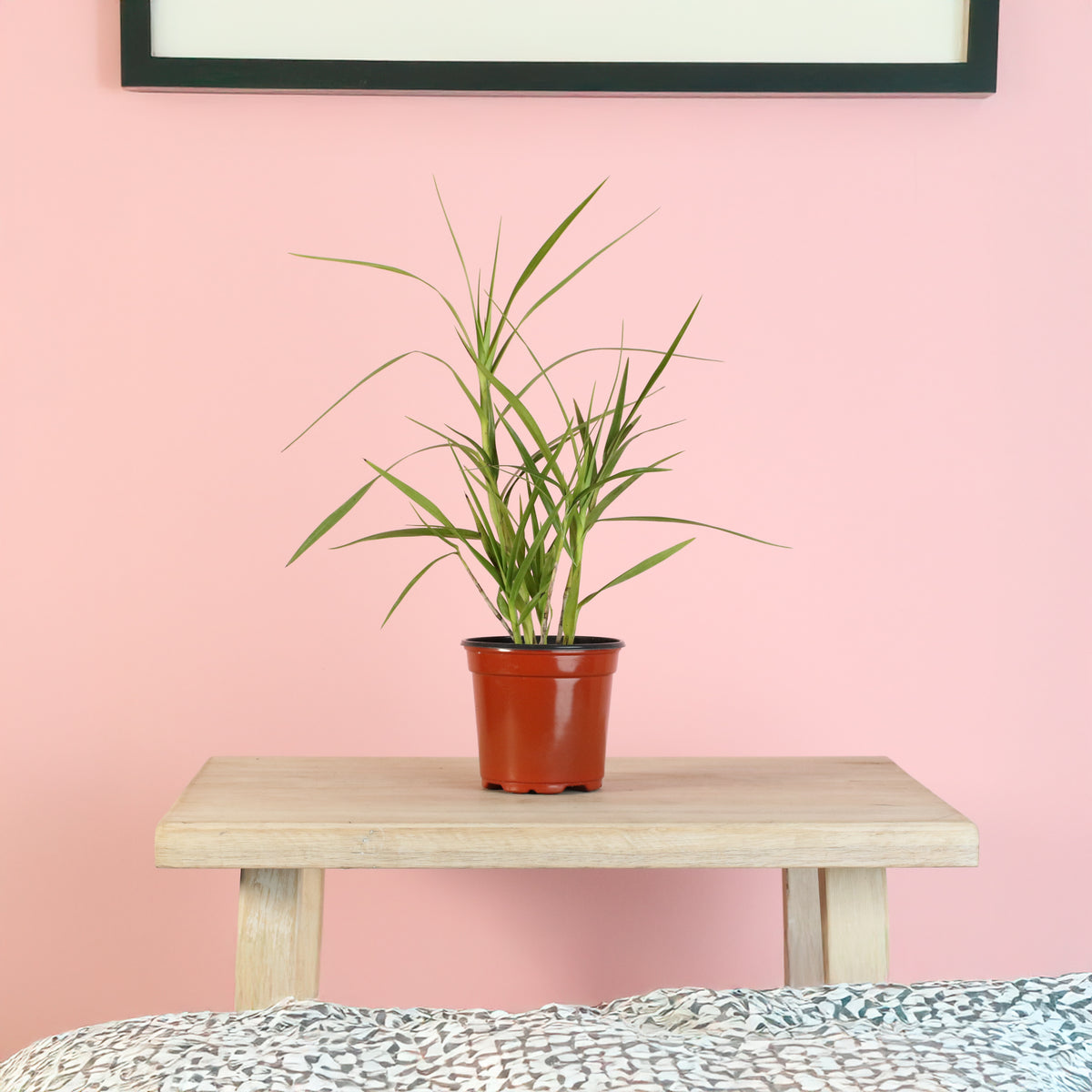 Arundina Ground Orchid on side table