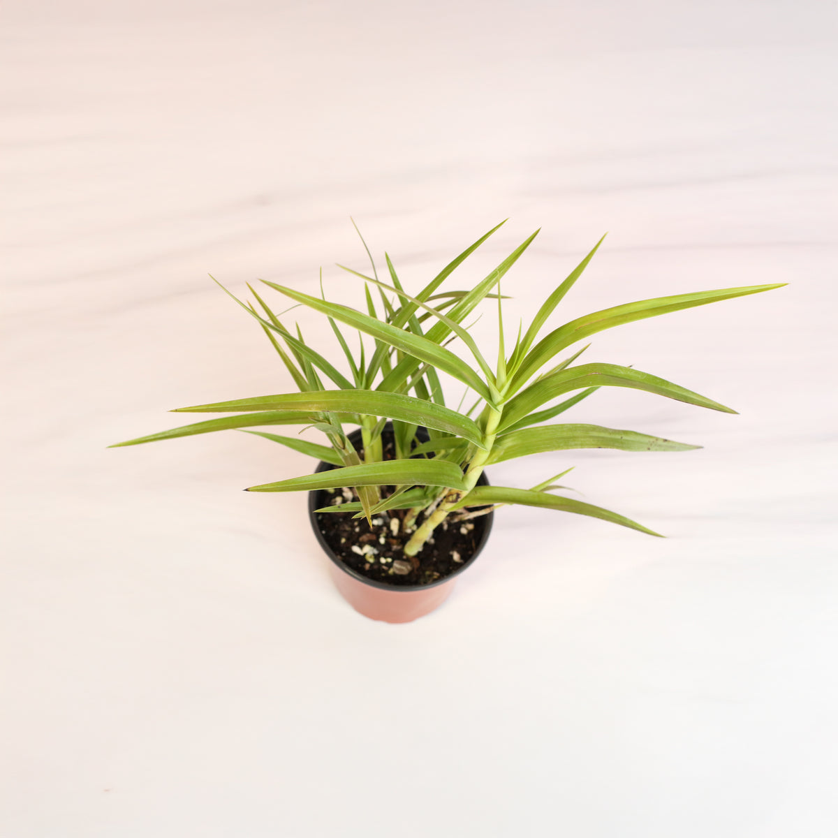 Arundina Ground Orchid top view. 