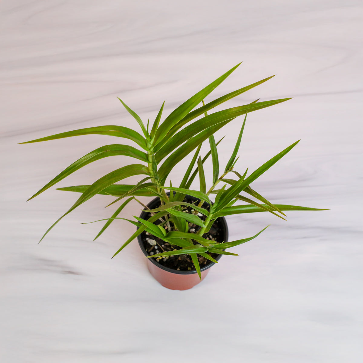 Top View Arundina Ground Orchid