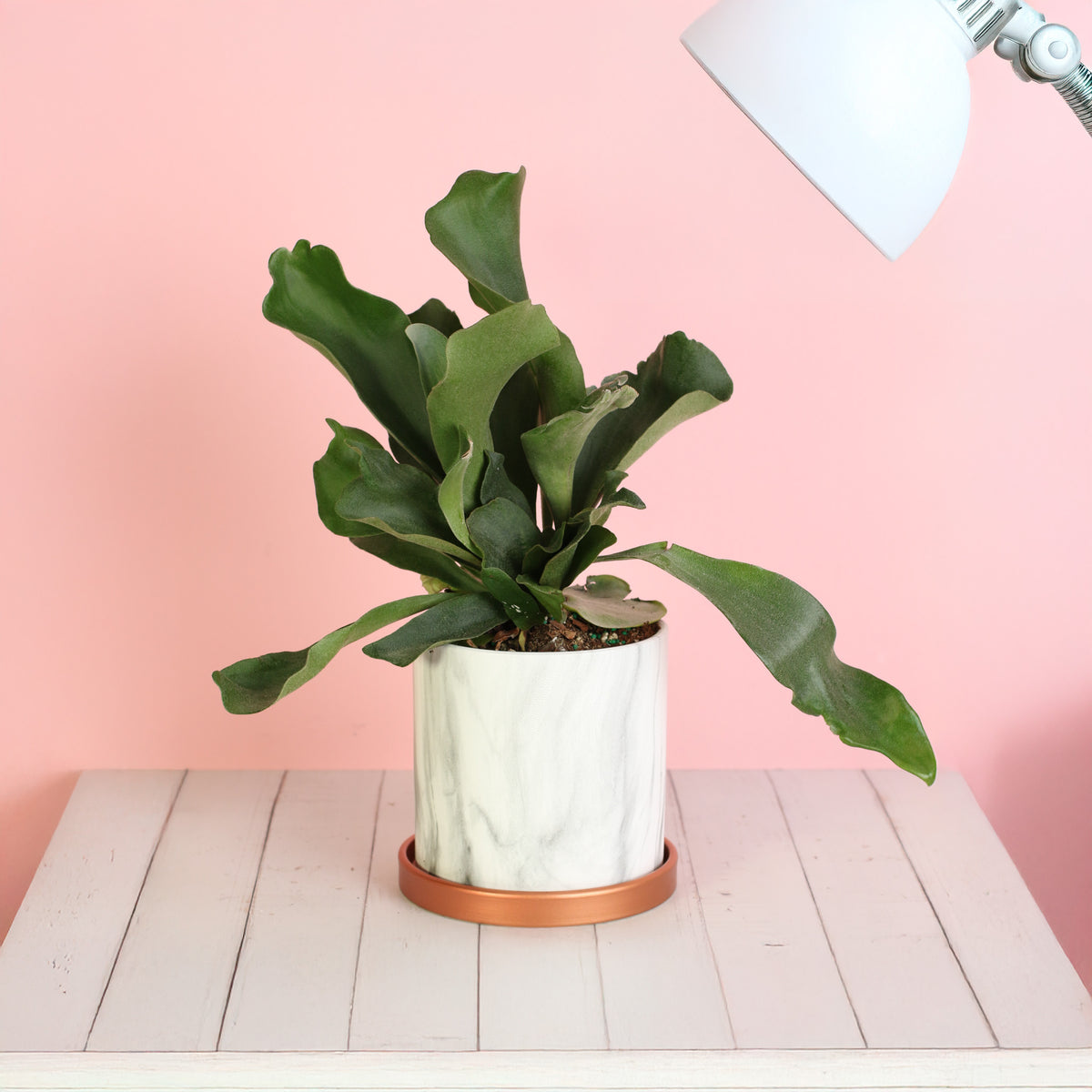 Staghorn Fern 5.5" Ceramic Athena Planter
