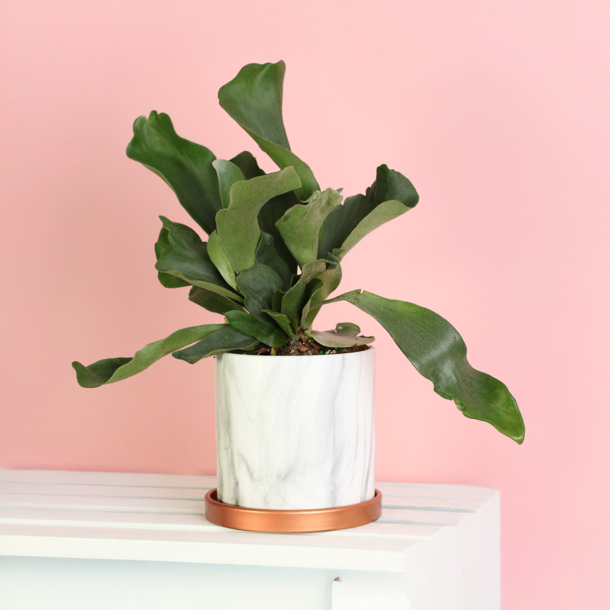 Staghorn Fern 5.5" Ceramic Athena Planter