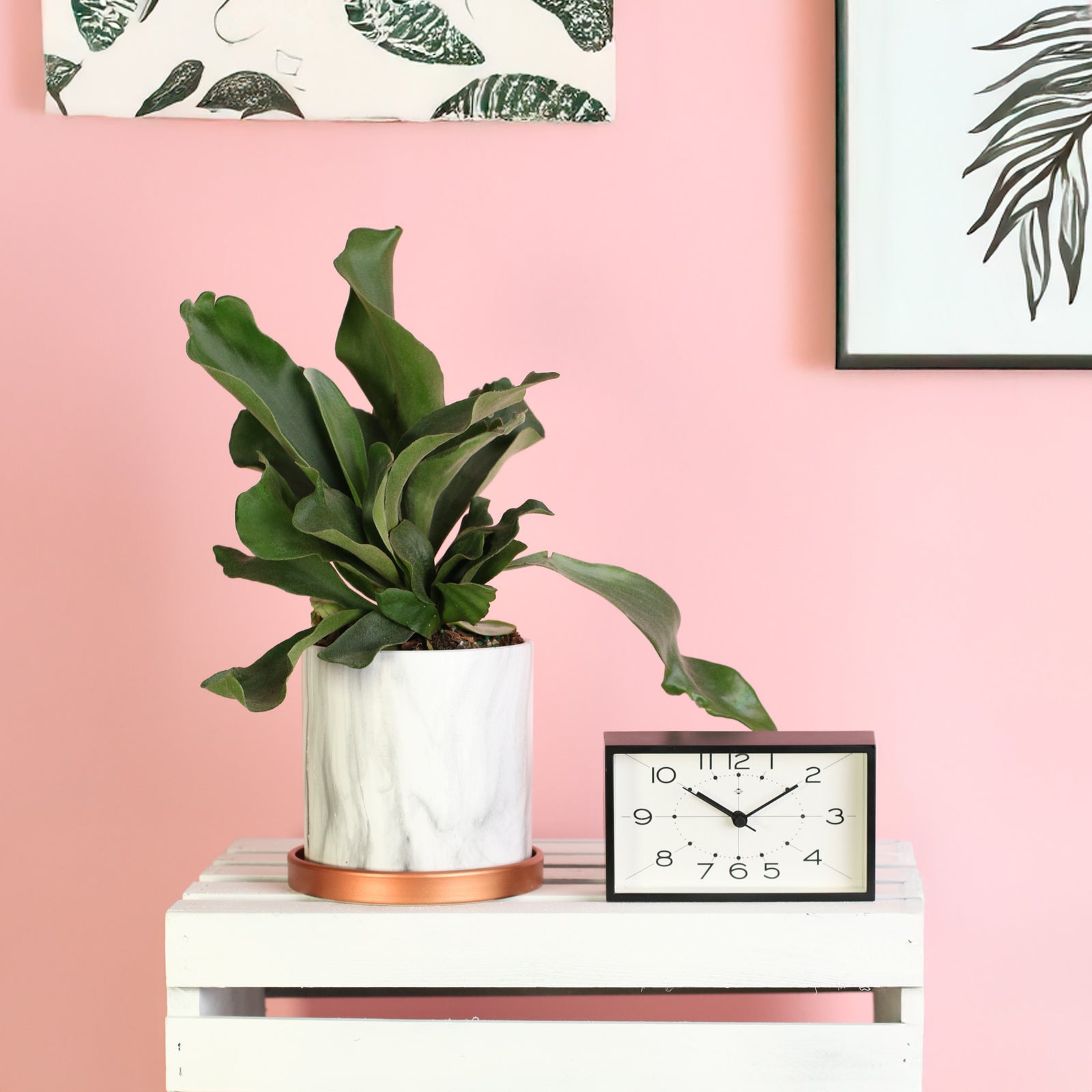 Staghorn Fern in Athena 5.5" Planter with matching rose gold drip tray next to clock. 