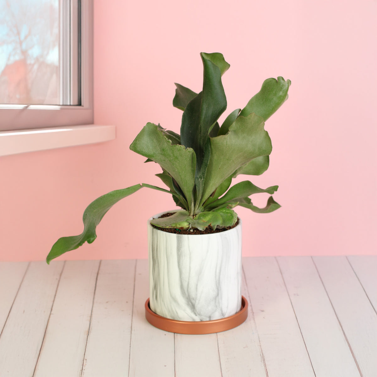 Staghorn Fern in Athena Planter 5.5" Ceramic. 
