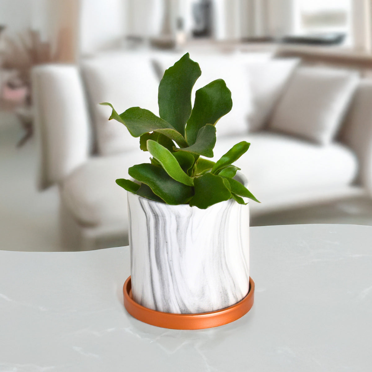 Staghorn Fern 5.5" Ceramic Athena Planter