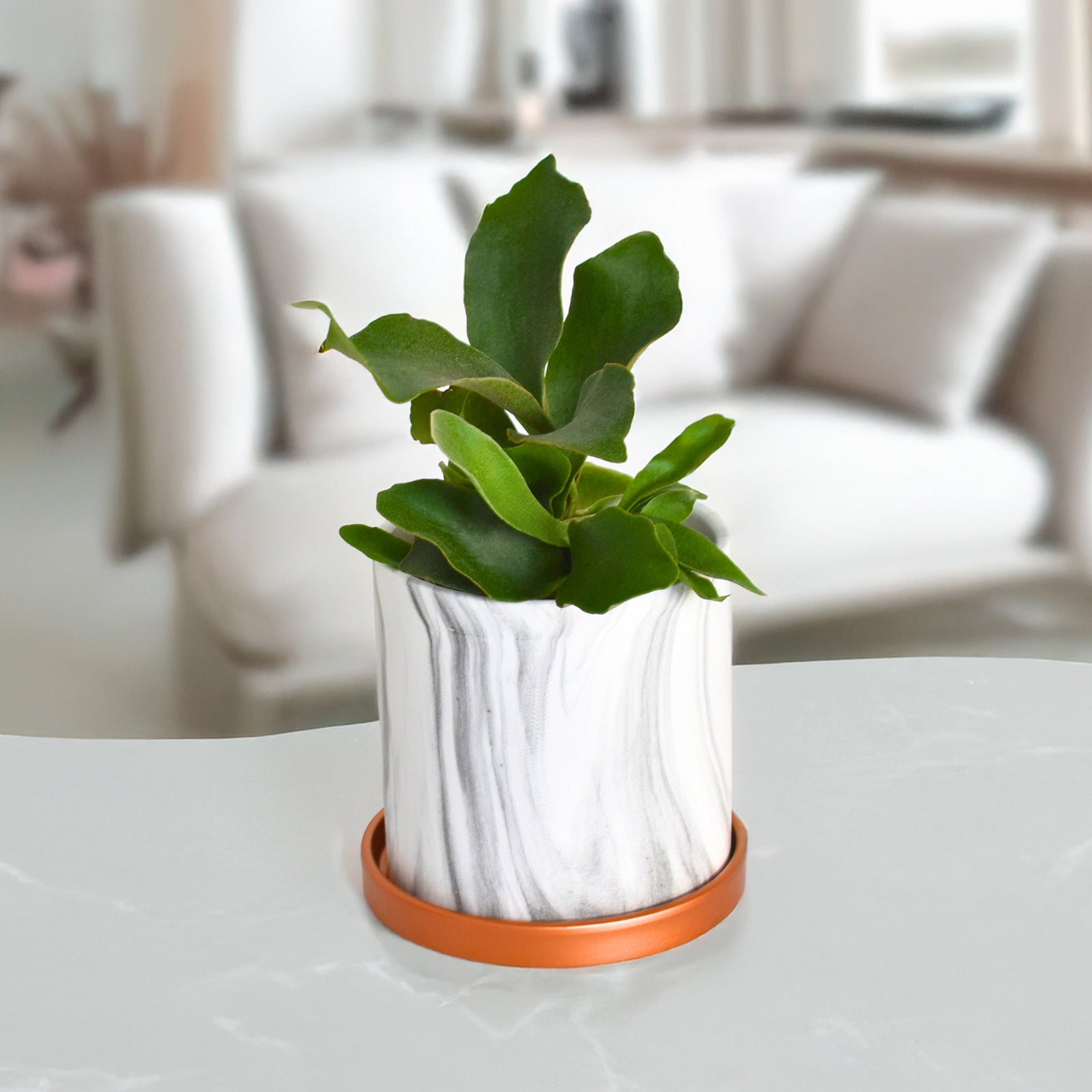 Staghorn Fern 5.5" Ceramic Athena Planter