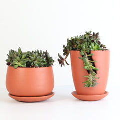 succulents in colored sand Aurora Rainbow Sand Rose Succulent Lyfe Terracotta Planter 4"