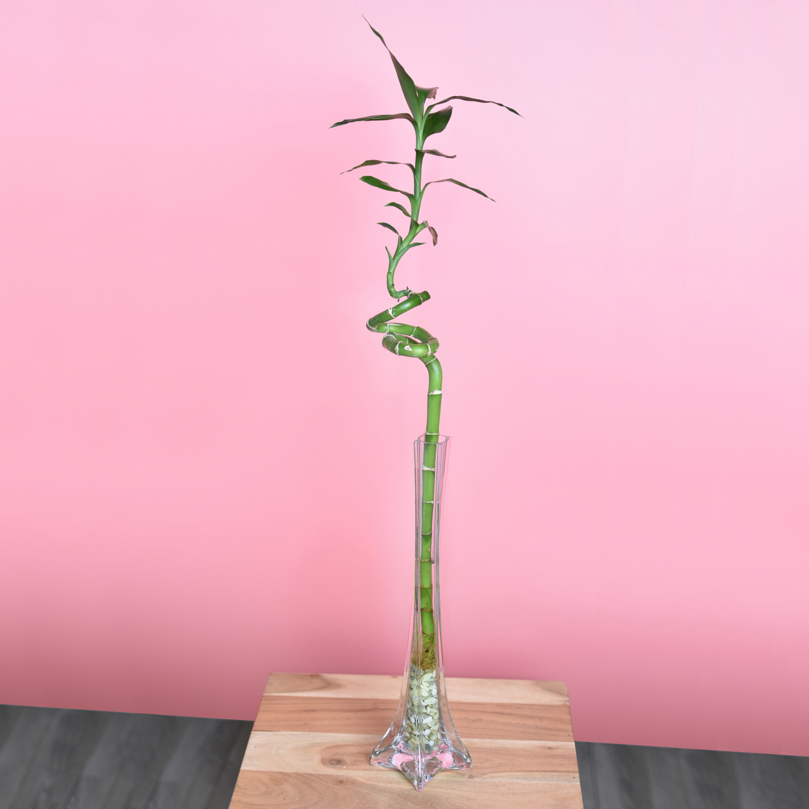 Lucky Bamboo Twists Water Plant