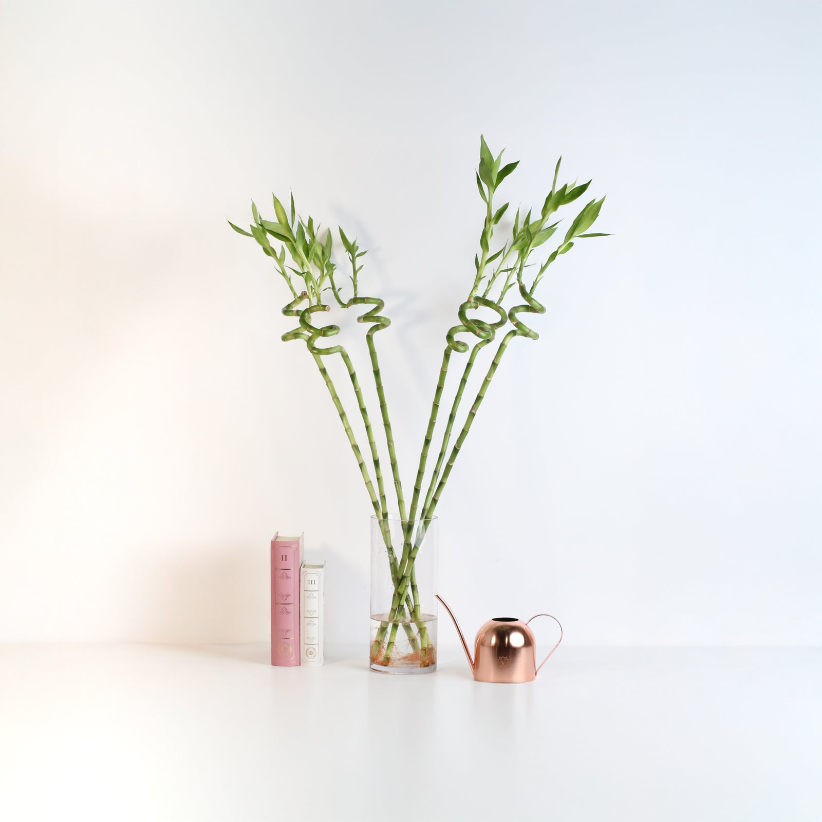 Lucky Bamboo Twists Water Plant XL 46"