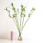 Lucky Bamboo Twists Water Plant XL 46"