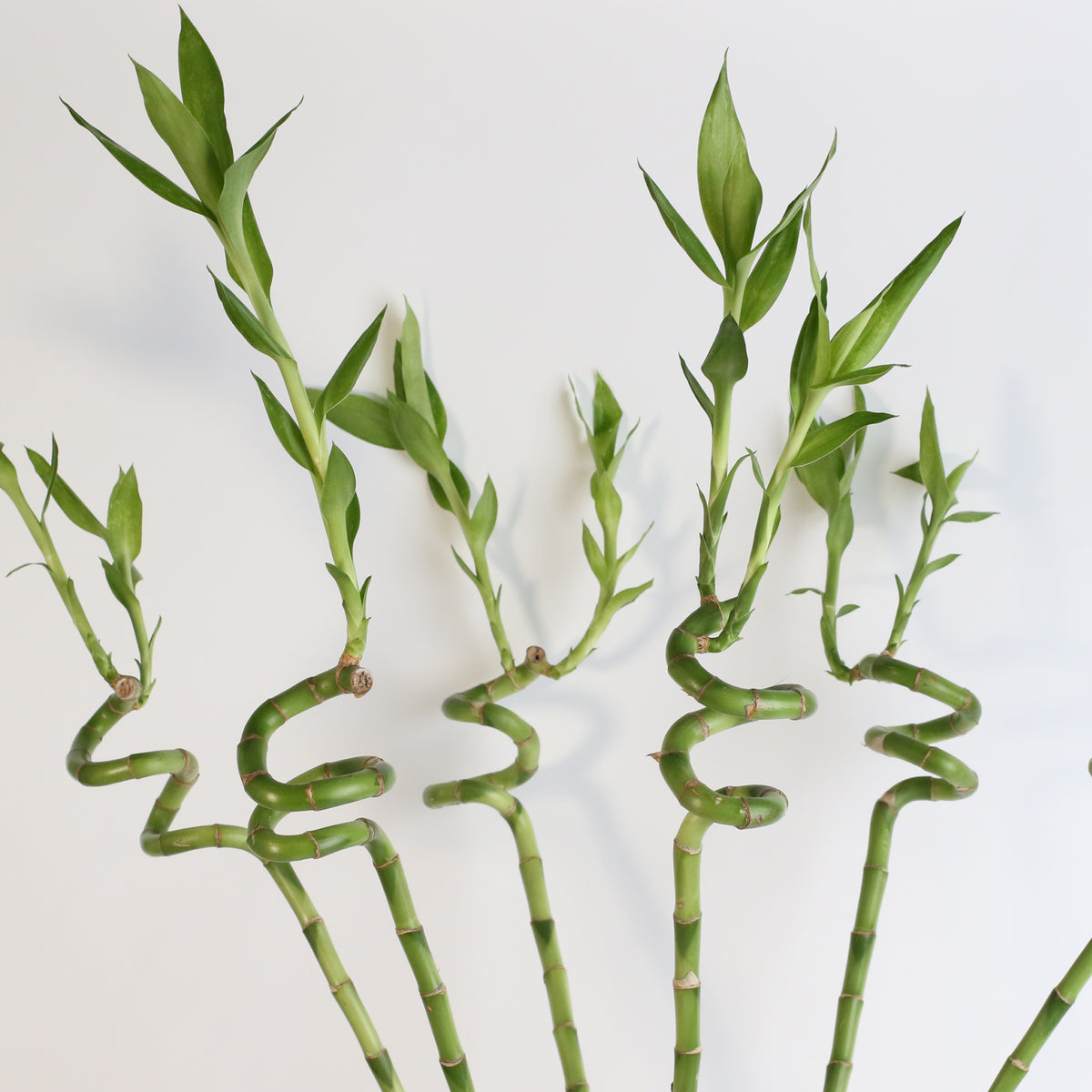 Lucky Bamboo Twists Water Plant XL 46&quot;