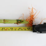 Lucky Bamboo Twists Water Plant XL 46"