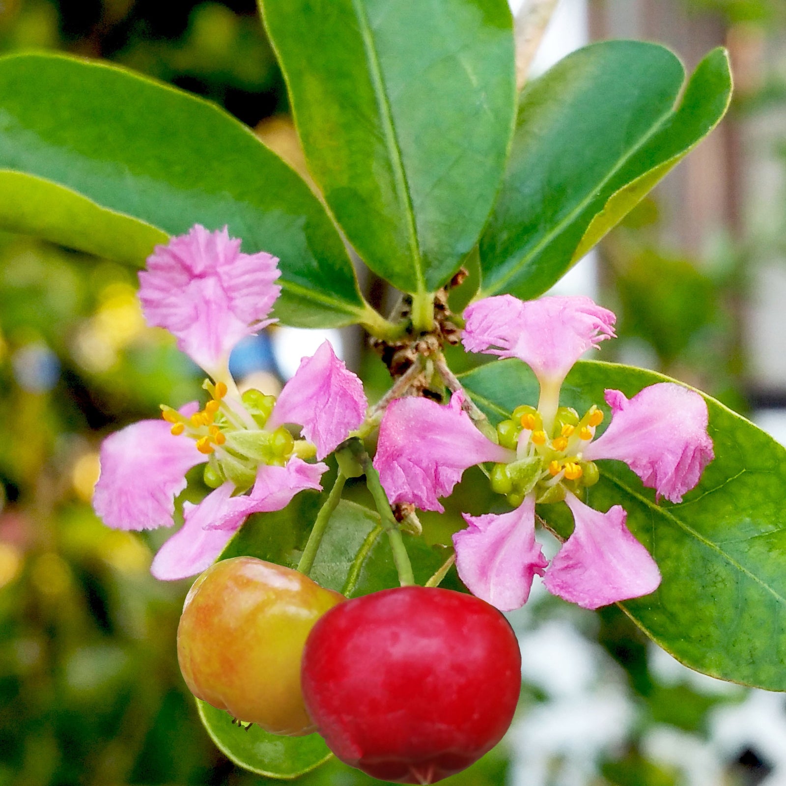 files/Barbados-Cherry-Flower.jpg