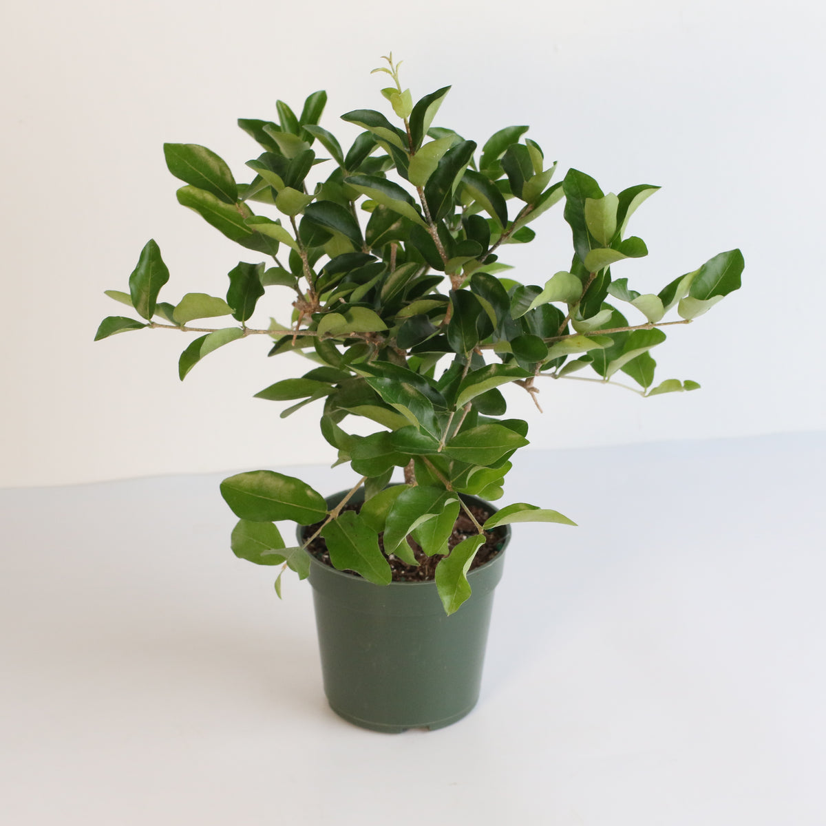 Barbados Cherry